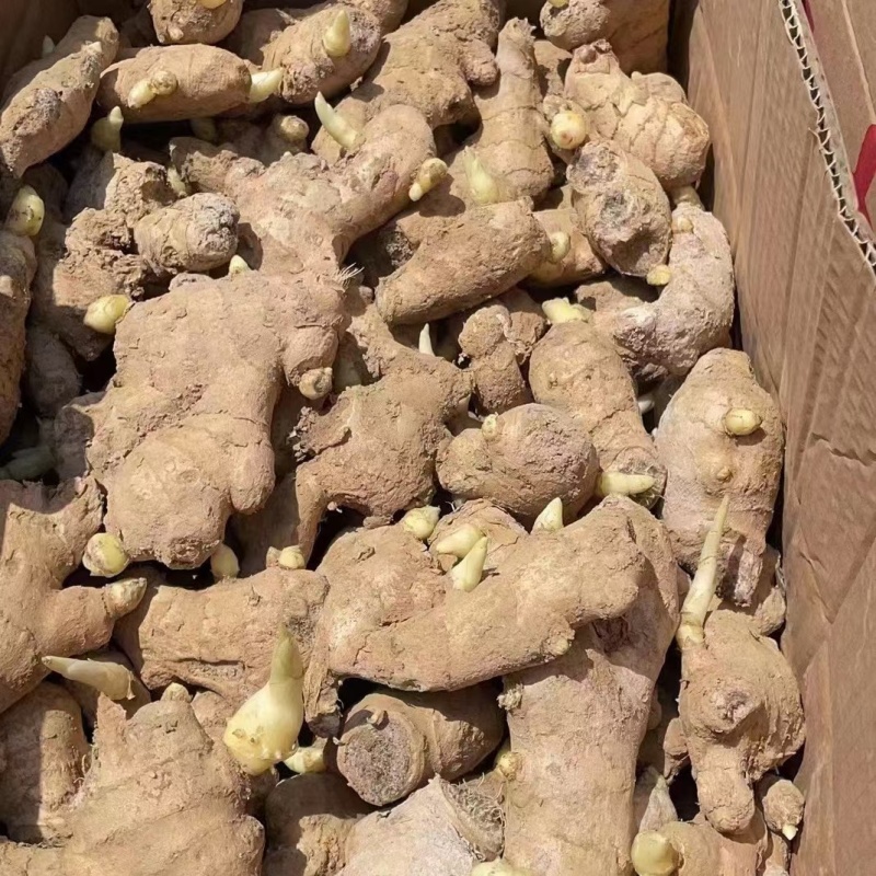 山东姜种培育基地高产脱毒姜种大量现货产量高货源充足