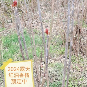 重庆露天红油香椿芽产地直发