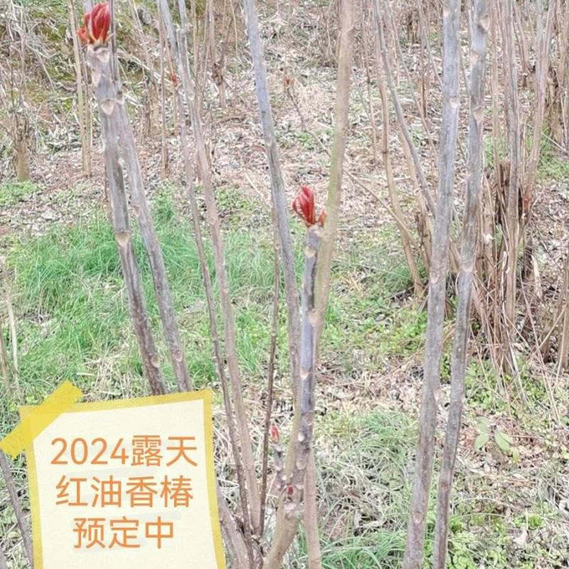 重庆露天红油香椿芽产地直发