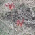 重庆露天红油香椿芽产地直发