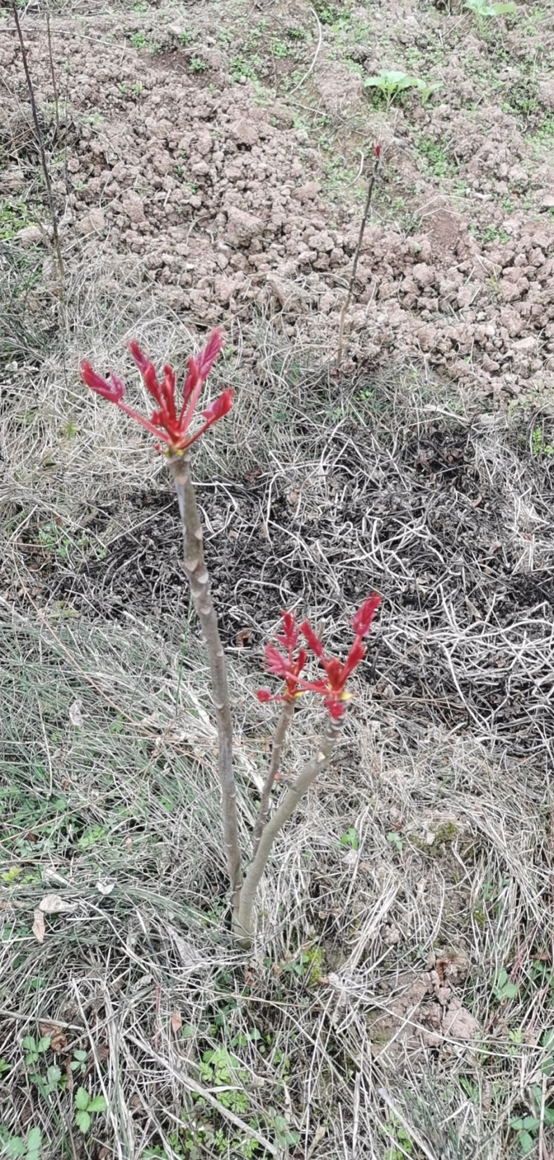 重庆露天红油香椿芽产地直发
