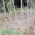 重庆露天红油香椿芽产地直发