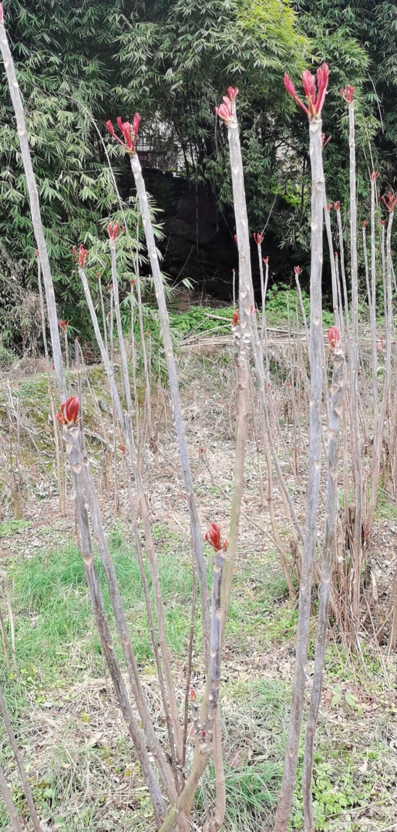 重庆露天红油香椿芽产地直发