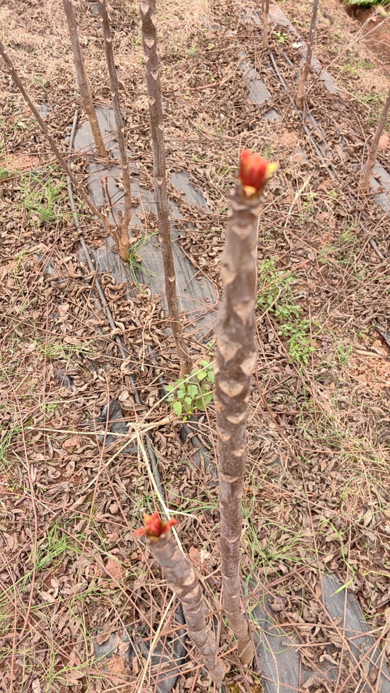 重庆露天红油香椿芽产地直发