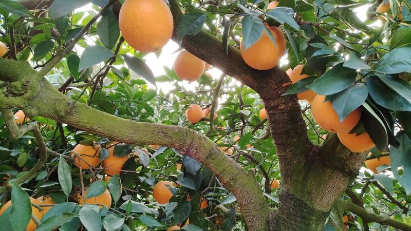 四川脐橙大量供应产地直发新鲜采摘量大从优欢迎咨询