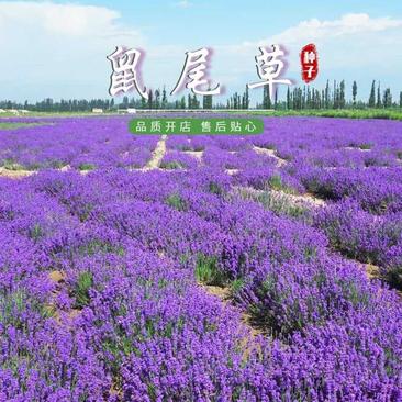 宿根鼠尾草种子多年生园林景观种子工程庭院花卉四季易种