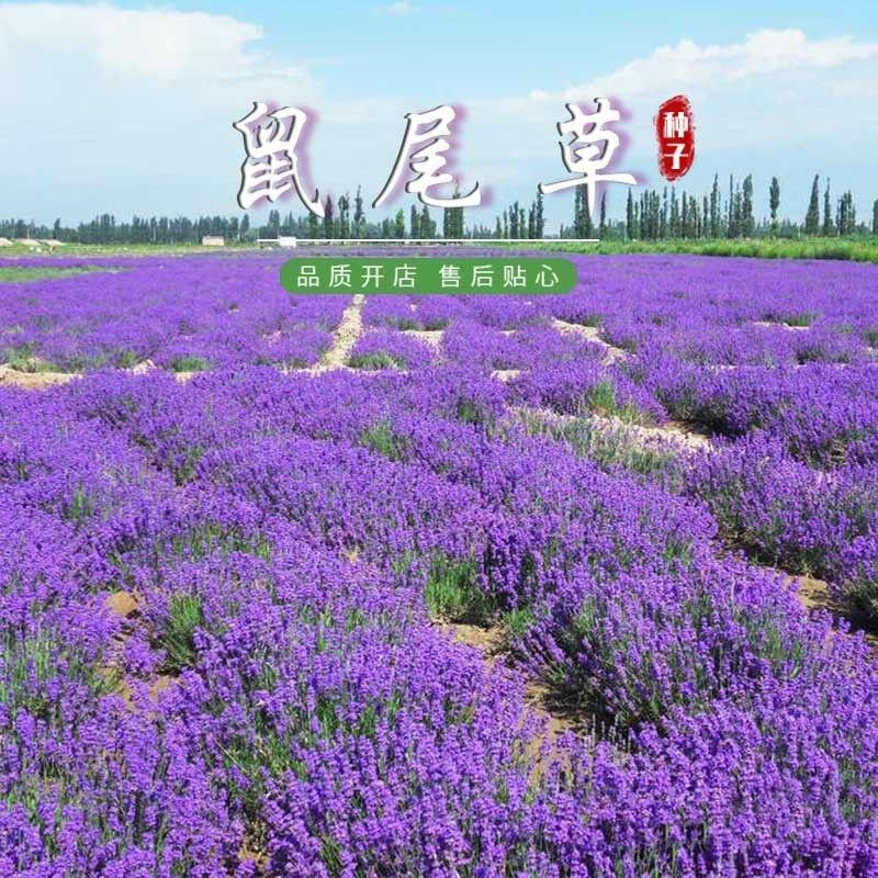 宿根鼠尾草种子多年生园林景观种子工程庭院花卉四季易种