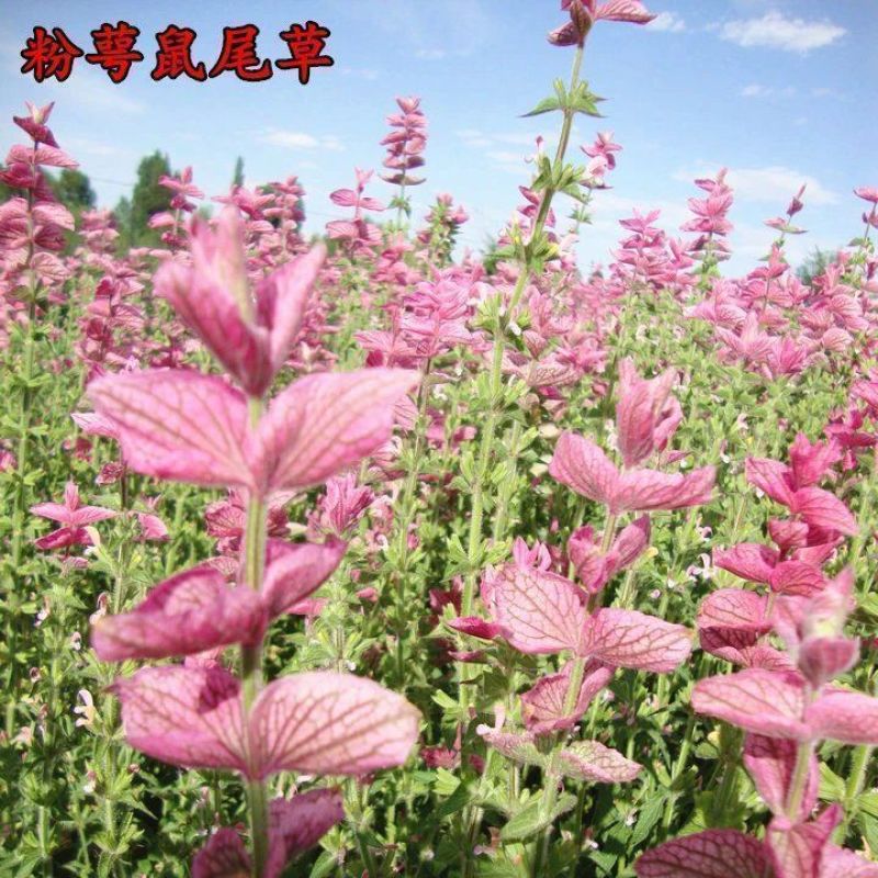 宿根鼠尾草种子多年生园林景观种子工程庭院花卉四季易种