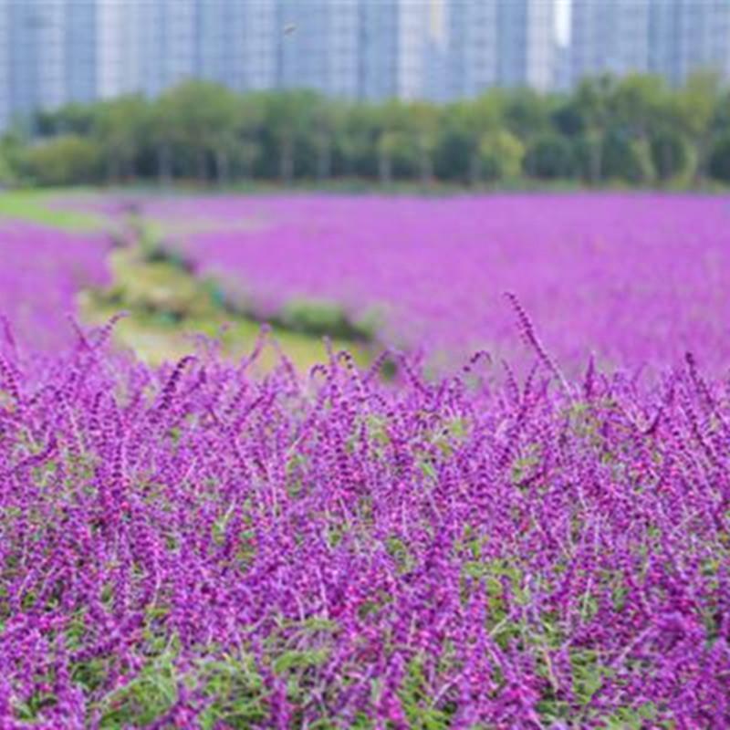 宿根鼠尾草种子多年生园林景观种子工程庭院花卉四季易种