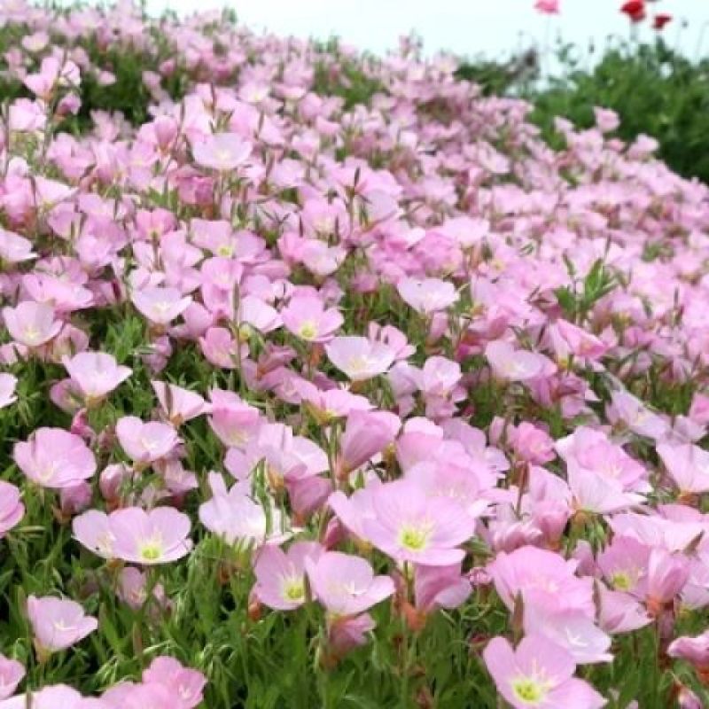 美丽月见草种子宿根多年生花籽易种易活景观花海耐寒种子草花