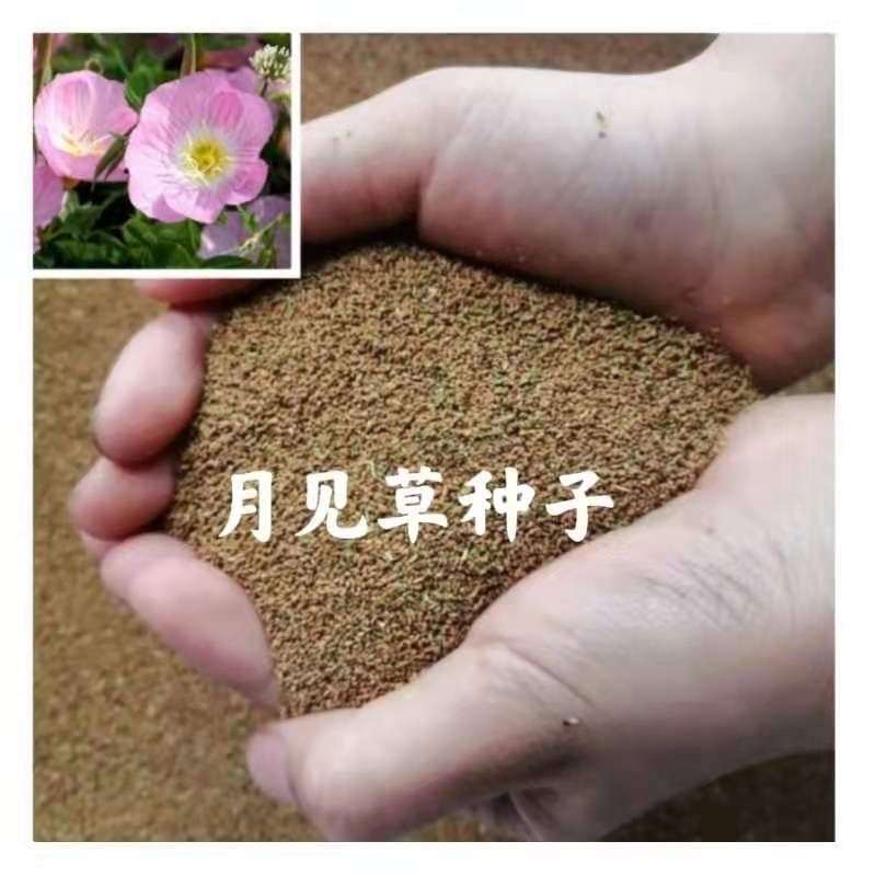 美丽月见草种子宿根多年生花籽易种易活景观花海耐寒种子草花