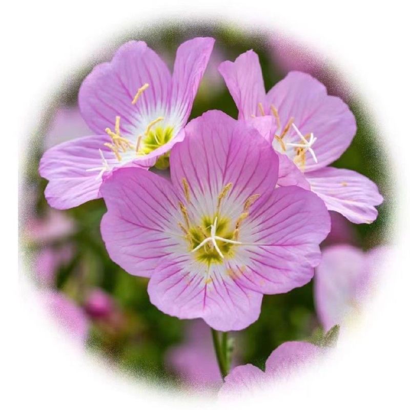 美丽月见草种子宿根多年生花籽易种易活景观花海耐寒种子草花