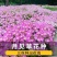 美丽月见草种子宿根多年生花籽易种易活景观花海耐寒种子草花