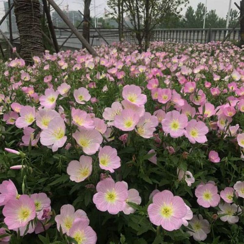 美丽月见草种子宿根多年生花籽易种易活景观花海耐寒种子草花