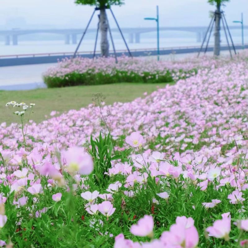 美丽月见草种子宿根多年生花籽易种易活景观花海耐寒种子草花