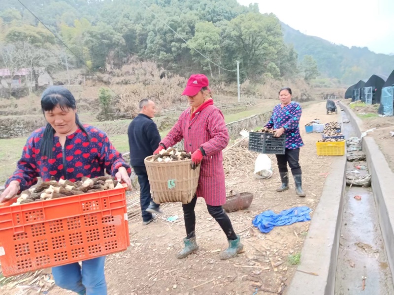 羊肚菌