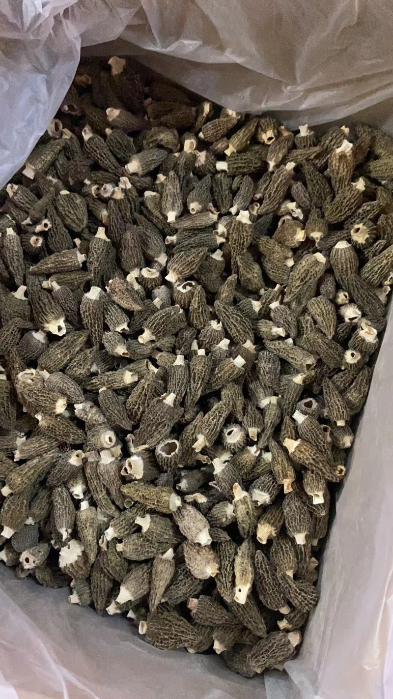 羊肚菌