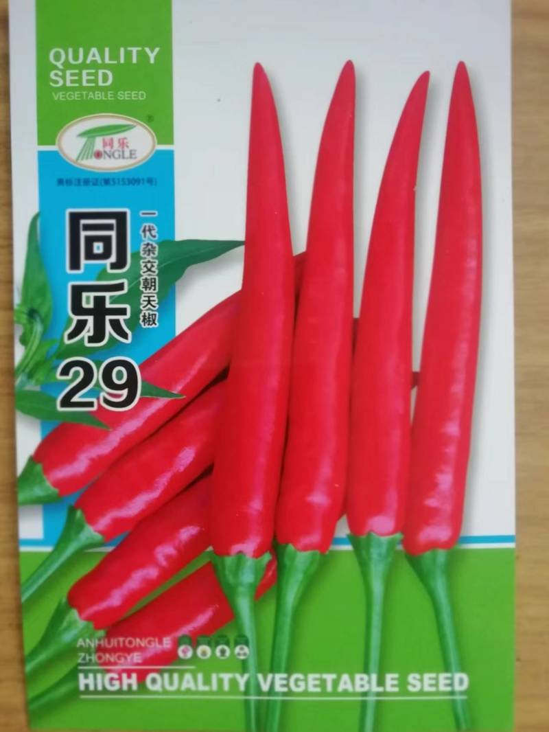 杂交高辣椒朝天椒种子，抗涝抗病签合同包回收