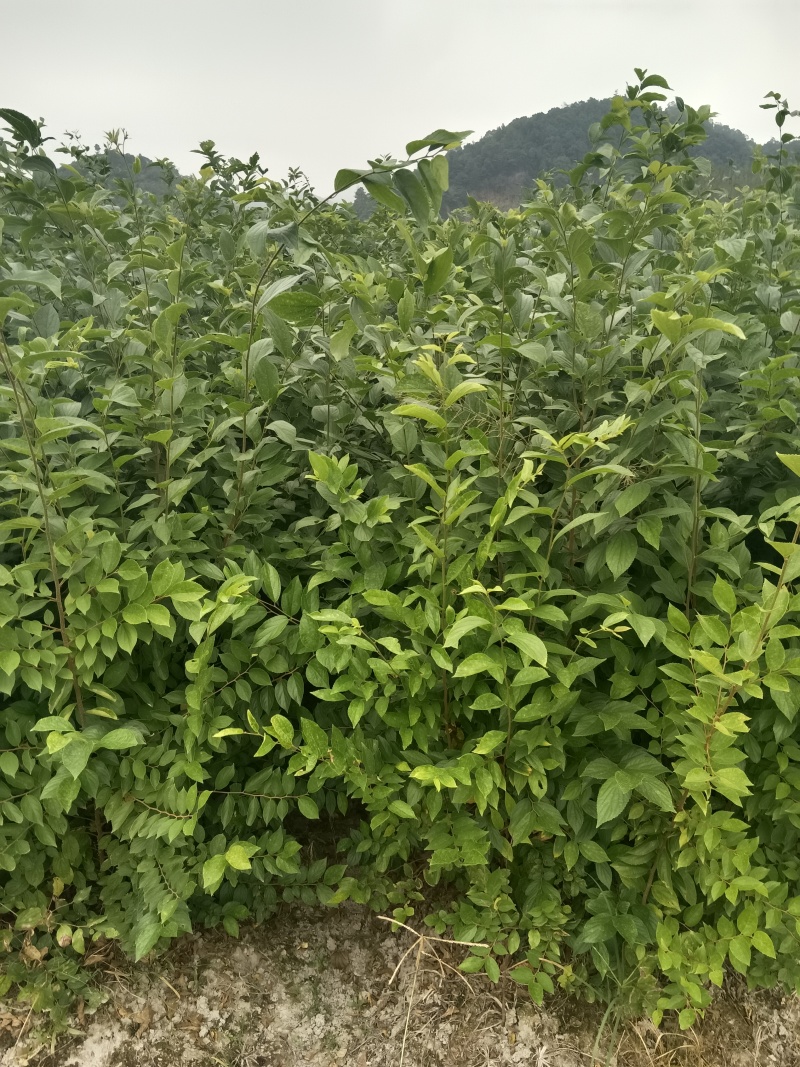 朴树苗