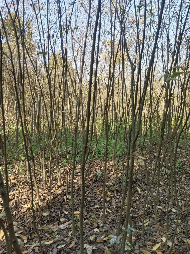 朴树苗