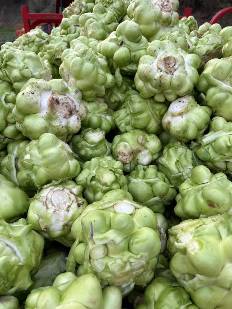 榨菜大头菜芥菜疙瘩菜需要的老板联系