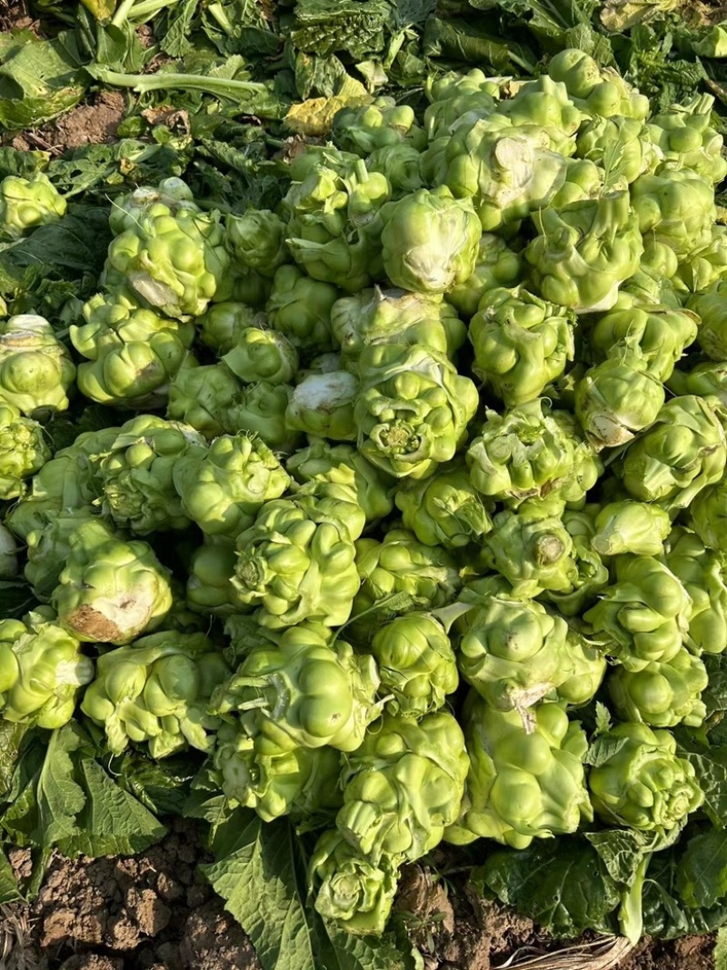 榨菜大头菜芥菜疙瘩菜需要的老板联系