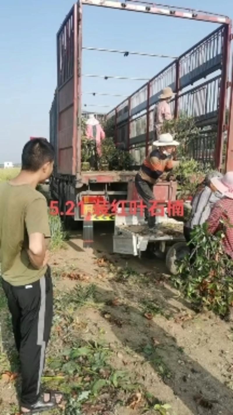 江苏徐州大量供应红叶石楠品质保证成活率高支持视频看货
