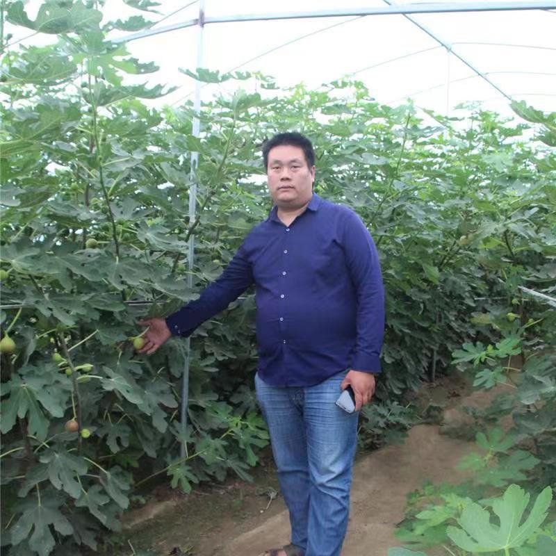 无花果树苗波姬红无花果金奥芬芭劳奈无花果苗