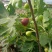 无花果树苗波姬红无花果金奥芬芭劳奈无花果苗