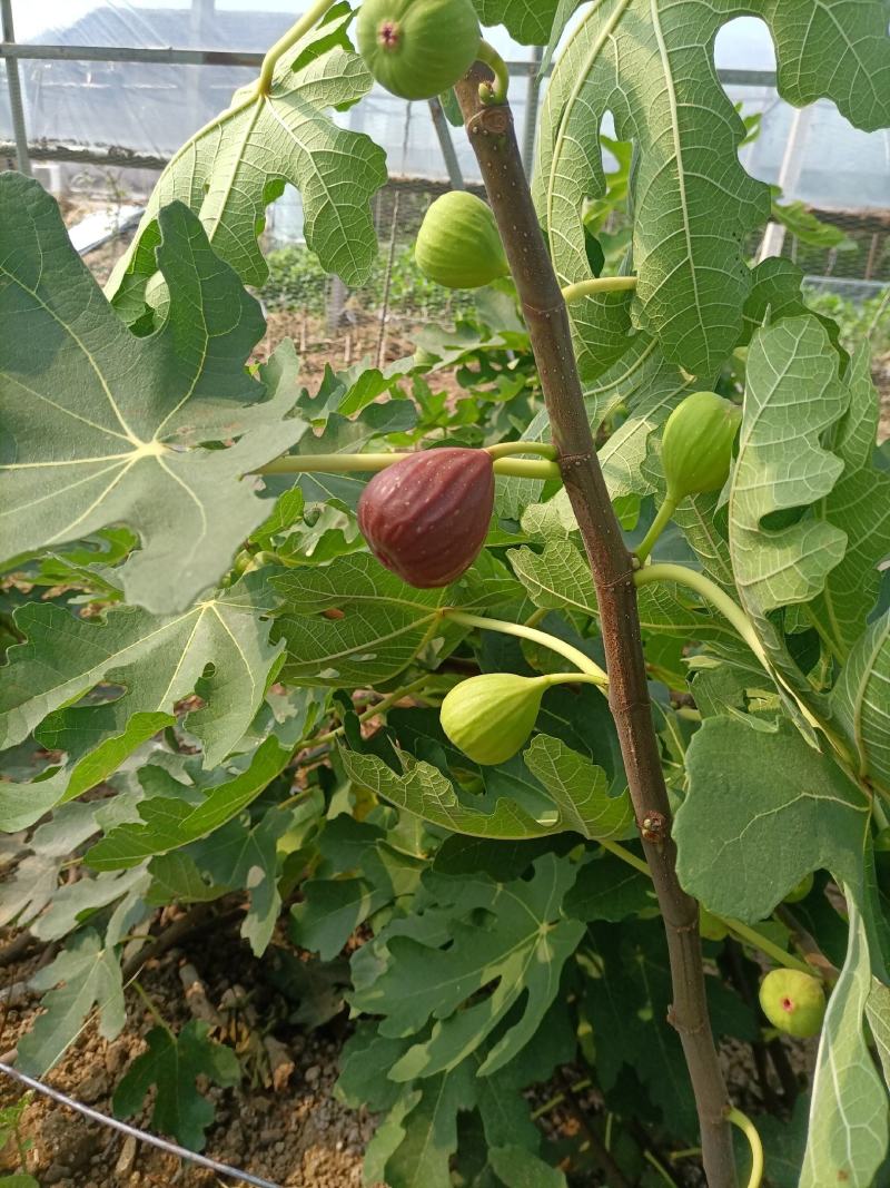 无花果树苗波姬红无花果金奥芬芭劳奈无花果苗