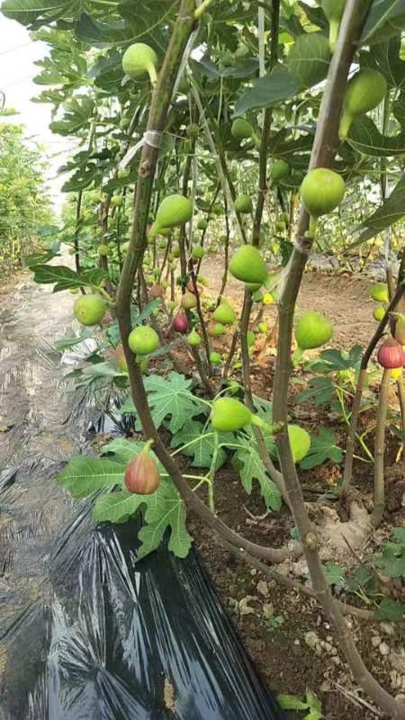 无花果树苗波姬红无花果金奥芬芭劳奈无花果苗