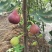 无花果树苗波姬红无花果金奥芬芭劳奈无花果苗