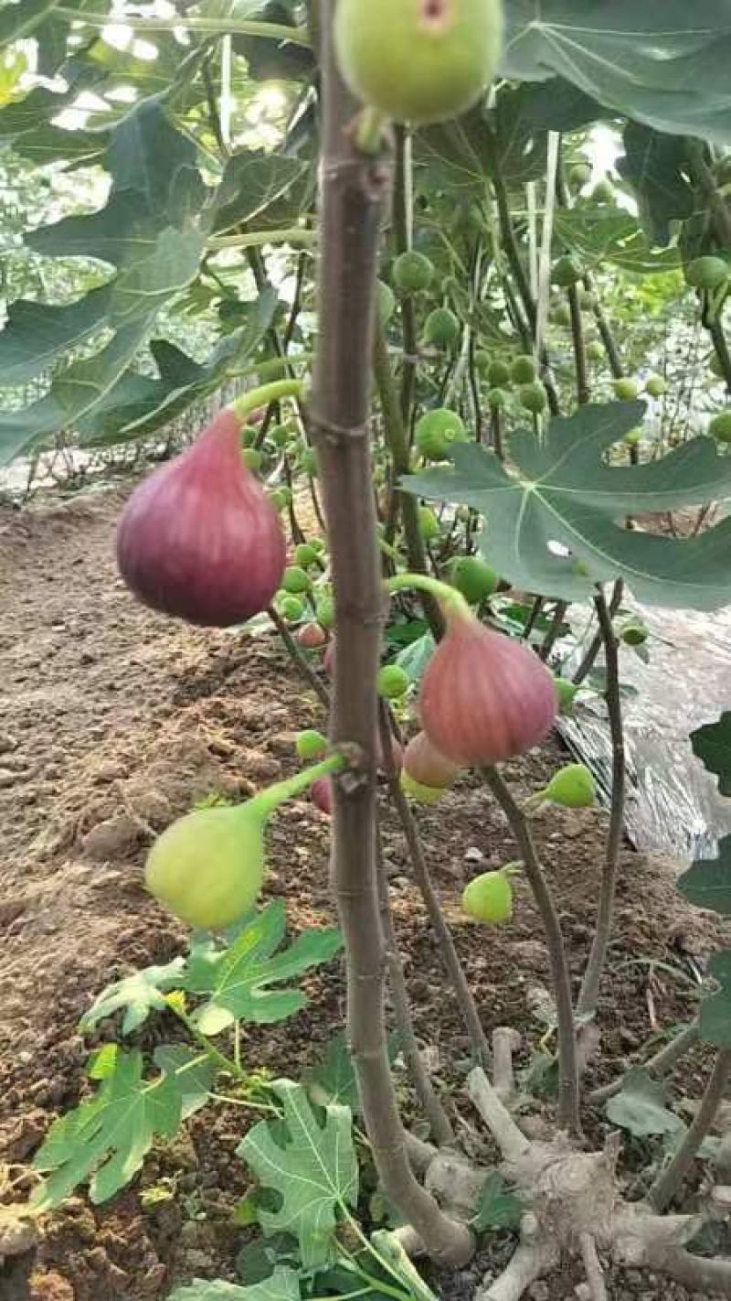 无花果树苗波姬红无花果金奥芬芭劳奈无花果苗