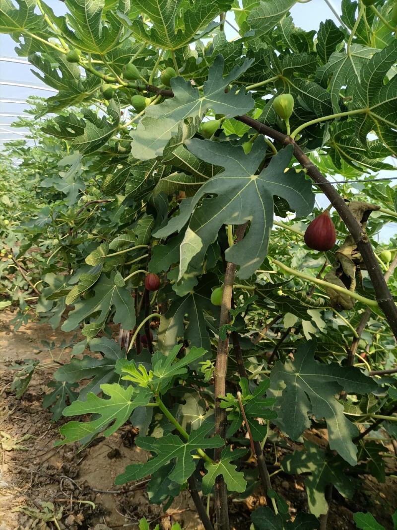 无花果树苗波姬红无花果金奥芬芭劳奈无花果苗