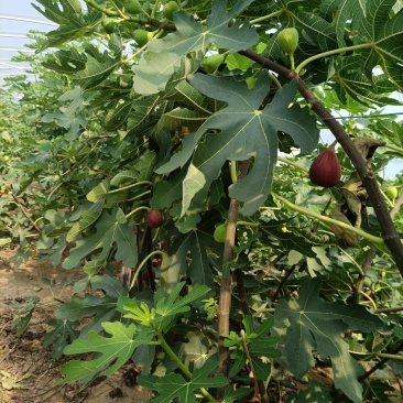 无花果树苗波姬红无花果金奥芬芭劳奈无花果苗