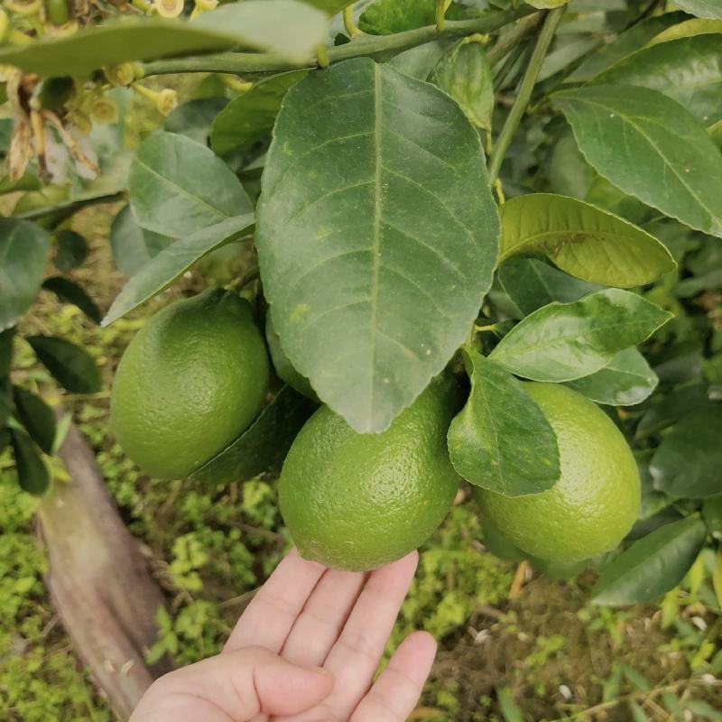 青柠檬