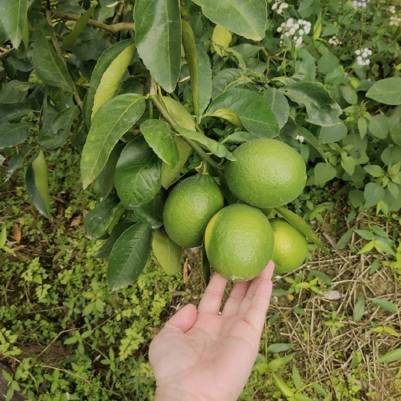 青柠檬
