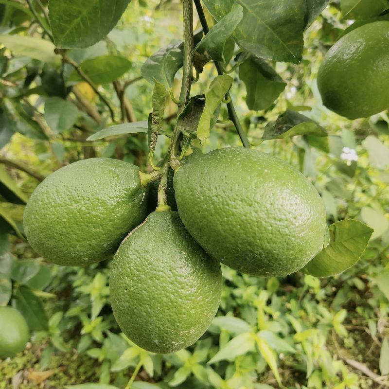 青柠檬