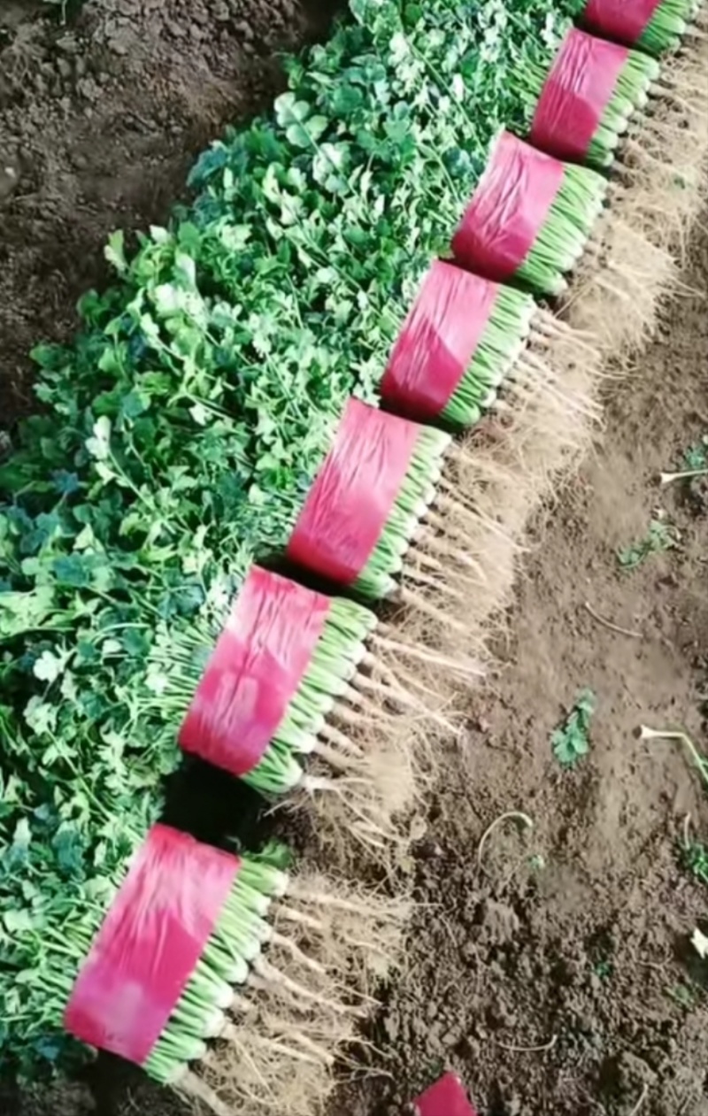 泰安市小叶香菜大量上市，杆青叶绿，基地直发对接全国