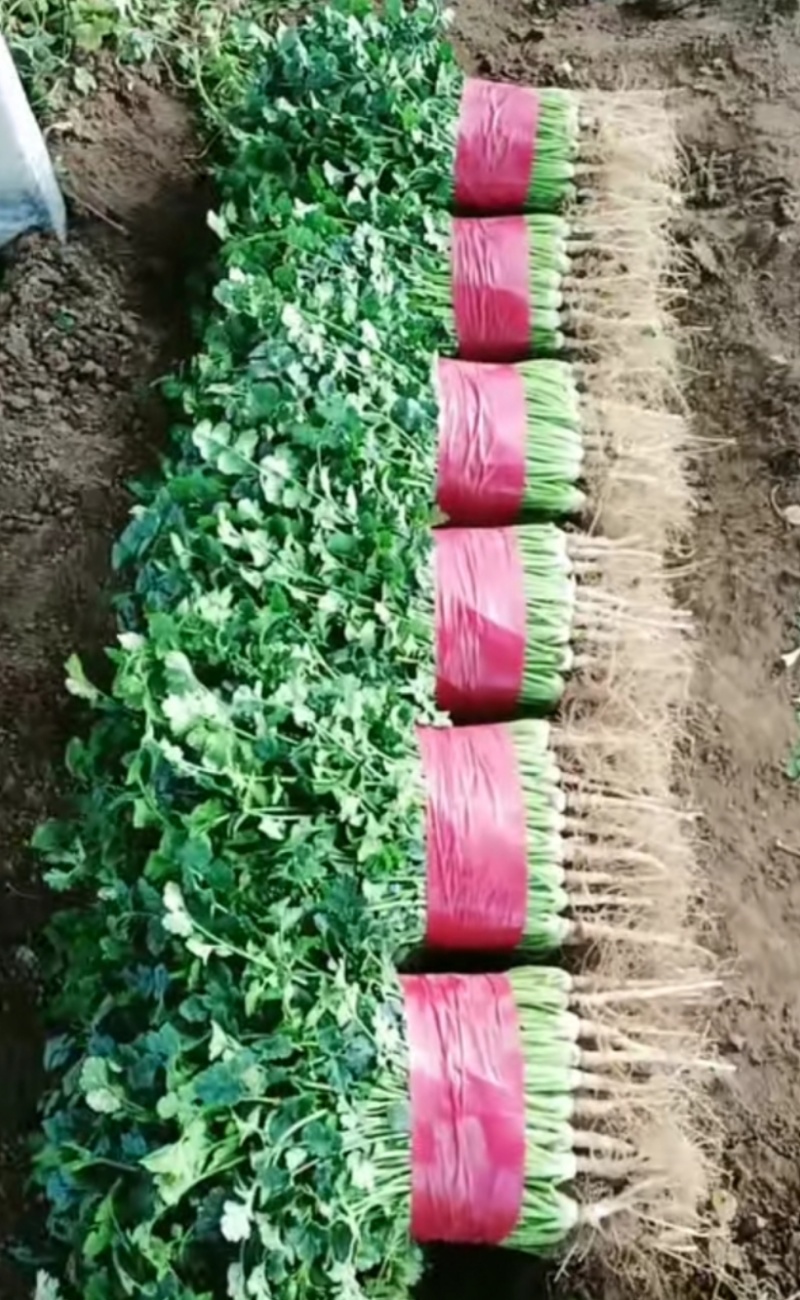 泰安市小叶香菜大量上市，杆青叶绿，基地直发对接全国