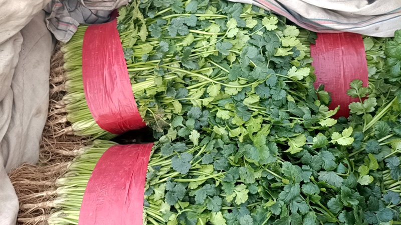 泰安市小叶香菜大量上市，杆青叶绿，基地直发对接全国