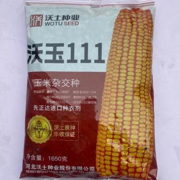 沃玉111玉米种子饲料大田玉米高抗病高产1650克