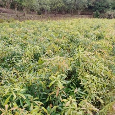 福建清流县木荷供应保质保量对接全国客商可视频验货基地直发