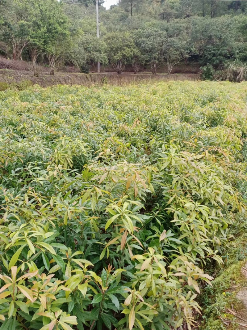福建清流县木荷供应保质保量对接全国客商可视频验货基地直发