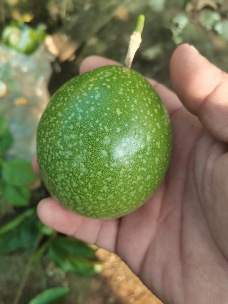黄金百香钦蜜9号