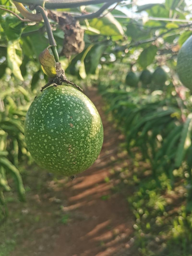 黄金百香钦蜜9号