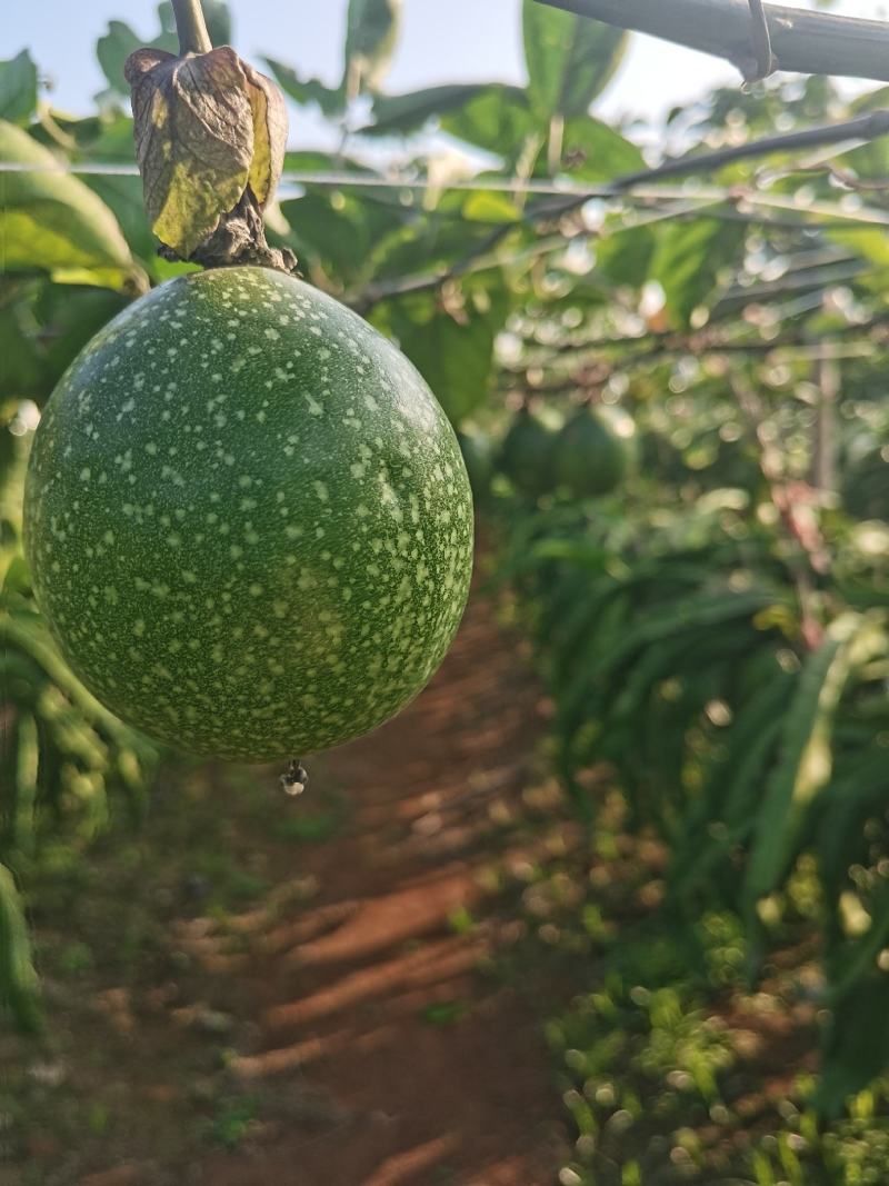 黄金百香钦蜜9号
