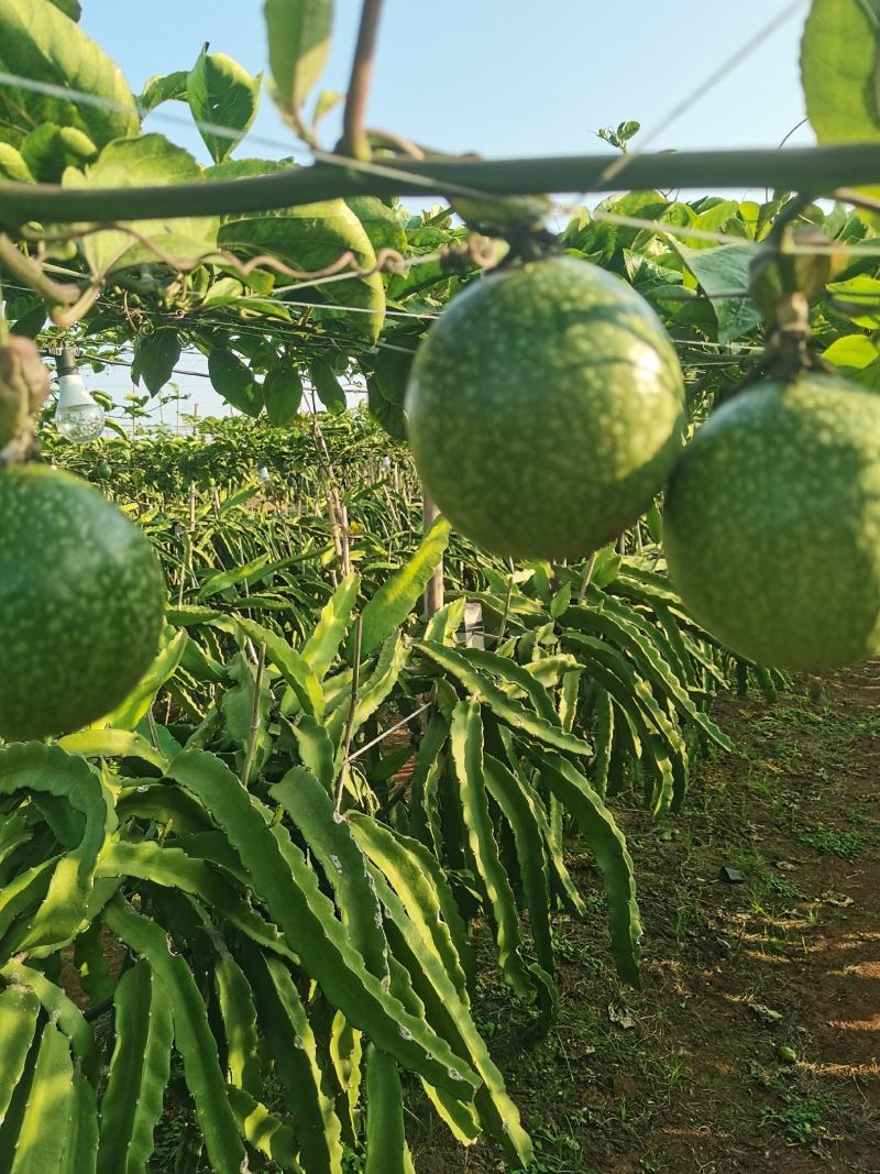 黄金百香钦蜜9号