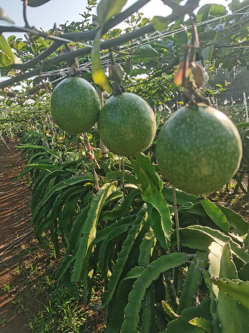黄金百香钦蜜9号