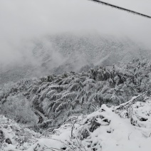 高山楠竹笋预订